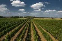 W ubiegłym sezonie z winogron uprawianych w Polsce wyprodukowano 2,3 tys. hl wina czerwonego i 2,7 tys. hl wina białego. (fot. Winnica Turnau)