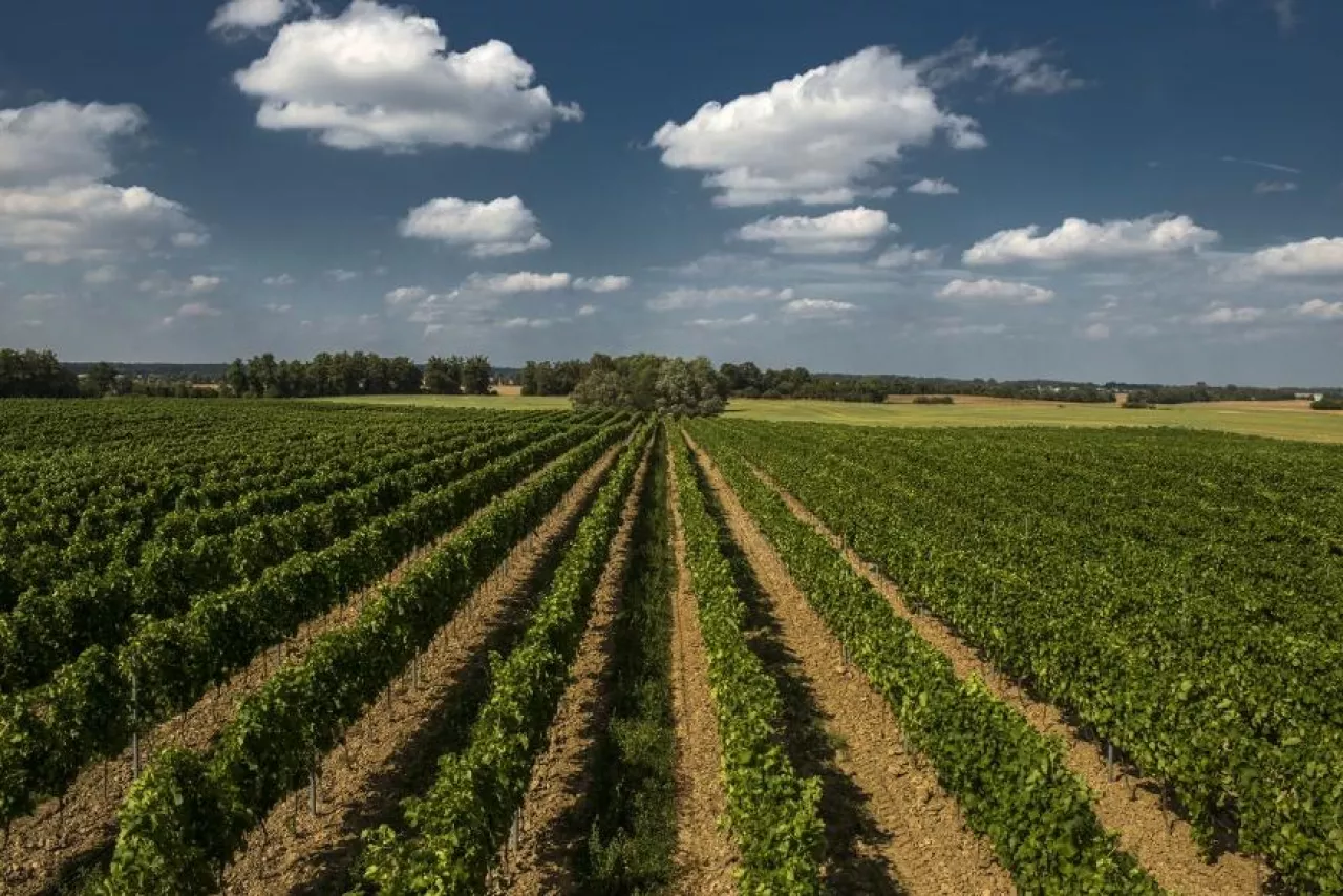 W ubiegłym sezonie z winogron uprawianych w Polsce wyprodukowano 2,3 tys. hl wina czerwonego i 2,7 tys. hl wina białego. (fot. Winnica Turnau)