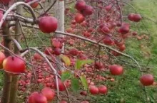 Polskie jabłka już wkrótce zaczną masowo trafiać na chiński rynek (fot. materiały własne)