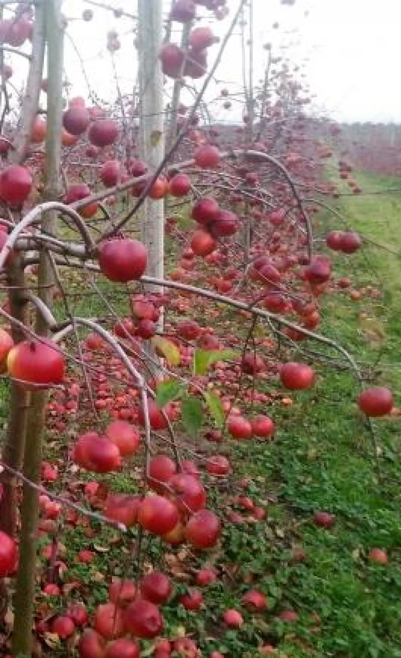 Polskie jabłka już wkrótce zaczną masowo trafiać na chiński rynek (fot. materiały własne)
