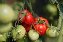 Pomidory malinowe, których sprzedaż rozpoczyna Carrefour (materiały prasowe)