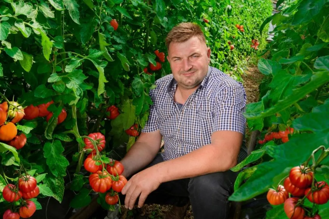 Ireneusz Kloch producent pomidorów malinowych (materiały prasowe)