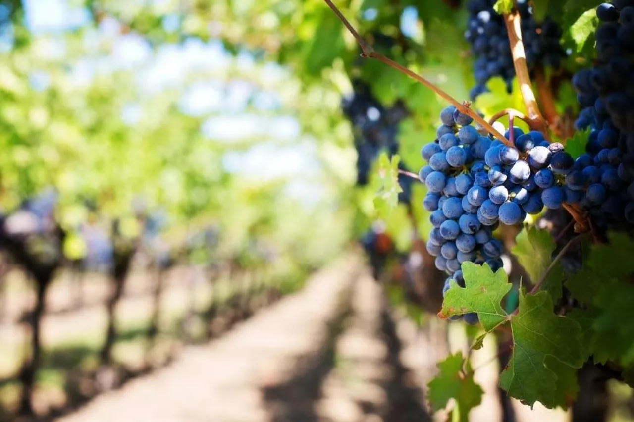 Zysk z inwestowania w wino to średnio 2 proc. na kwartał (fot. Pixabay/CC0)