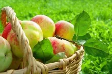 Polska jest największym importerem jabłek w Europie (Materiały prasowe)