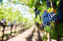Producenci wina są zobowiązani do złożenia deklaracji w ARP. (fot. pixabay)