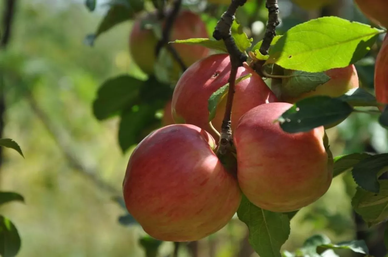 W 2015 r. eksport jabłek z Polski zmniejszył się o 27,8 proc. w porównaniu do 2013 r. (fot. pixabay)