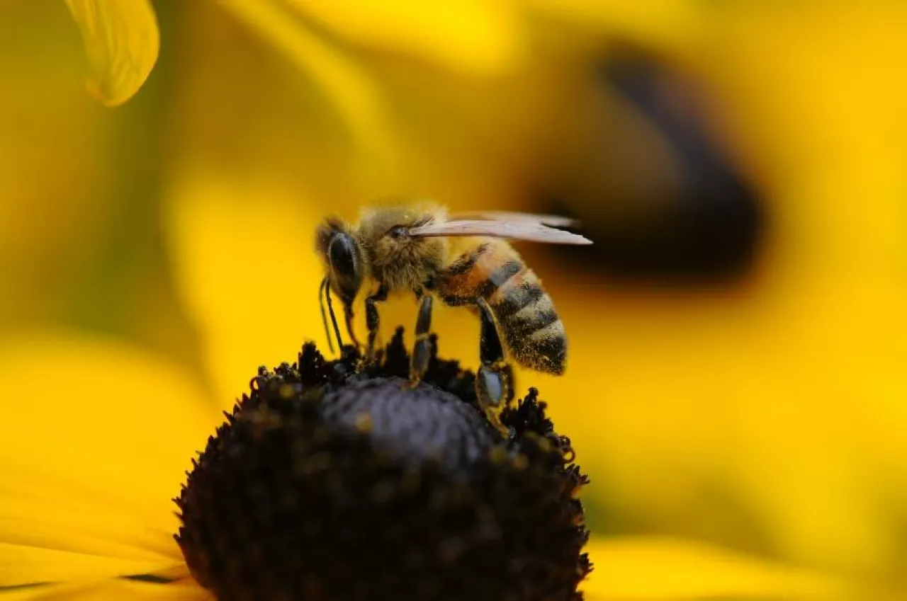 Pracę pszczół w Polsce Greenpeace wycenia na 4,1 mld złotych. (fot. pixabay)