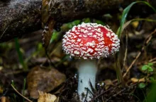 W Polsce spotkac można ok. 200 gatunków trujących grzybów (fot. Pixabay/CC0)