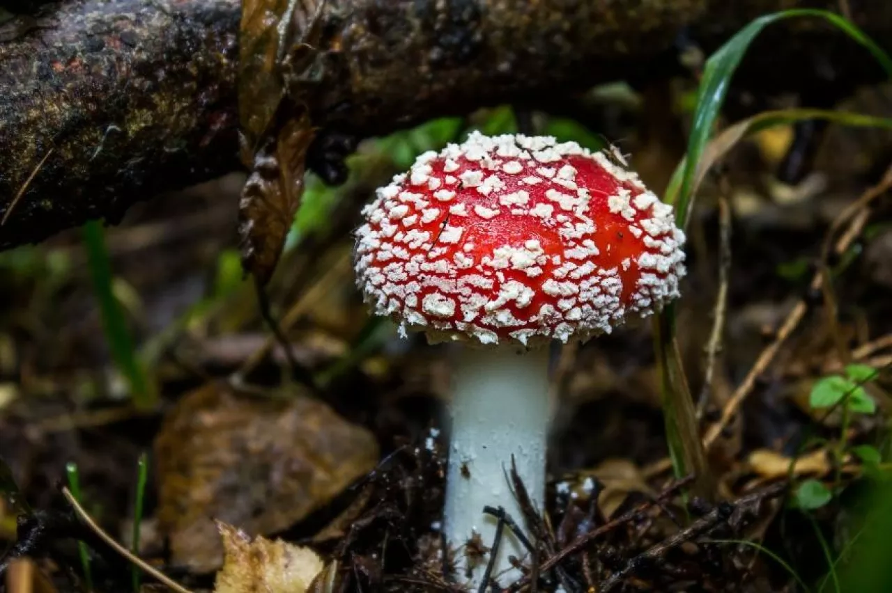 W Polsce spotkac można ok. 200 gatunków trujących grzybów (fot. Pixabay/CC0)