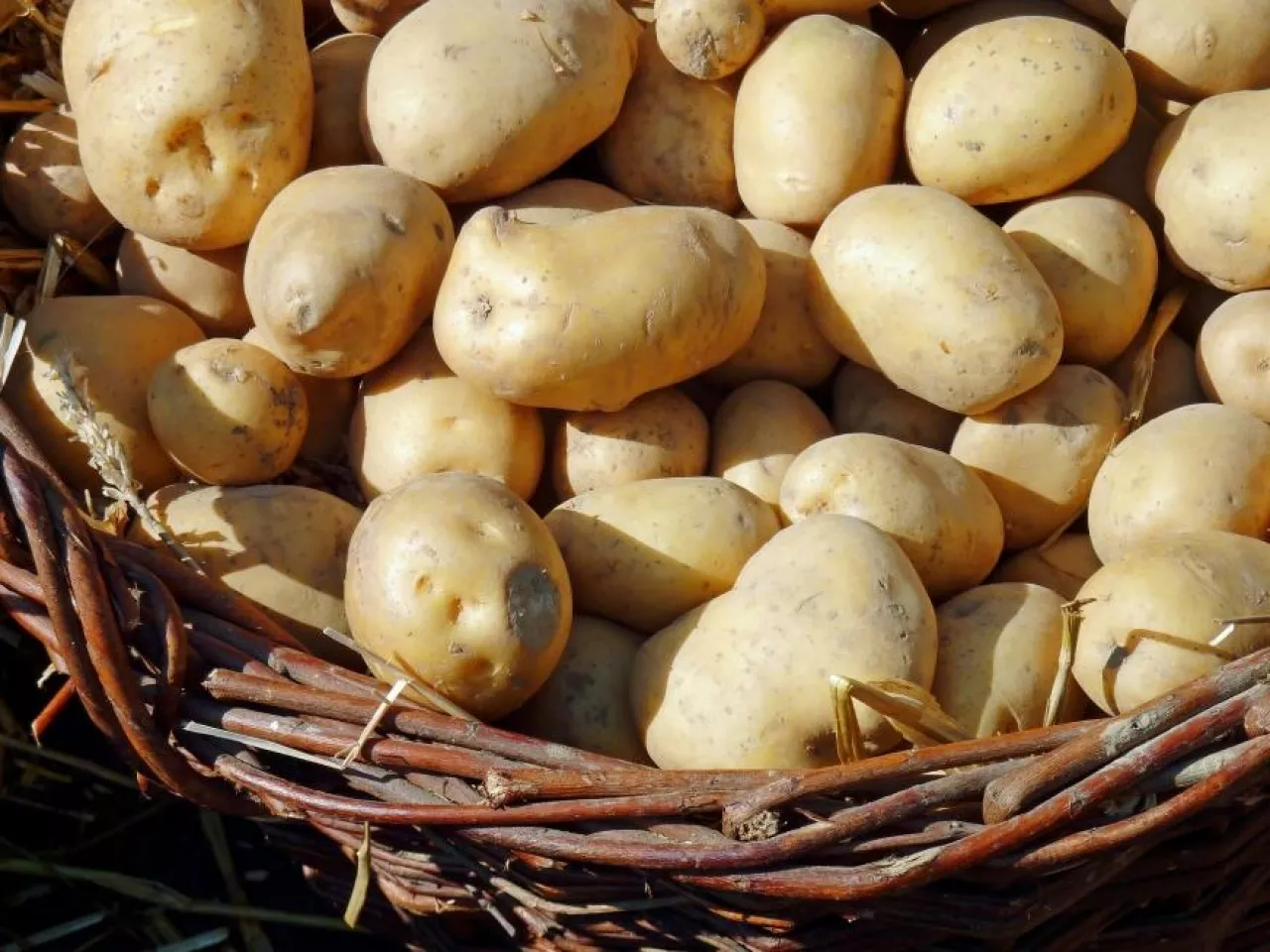 Ziemniaki z Polski są kontrolowane z powodu podejrzeń o bakteriozę (fot. pixabay)