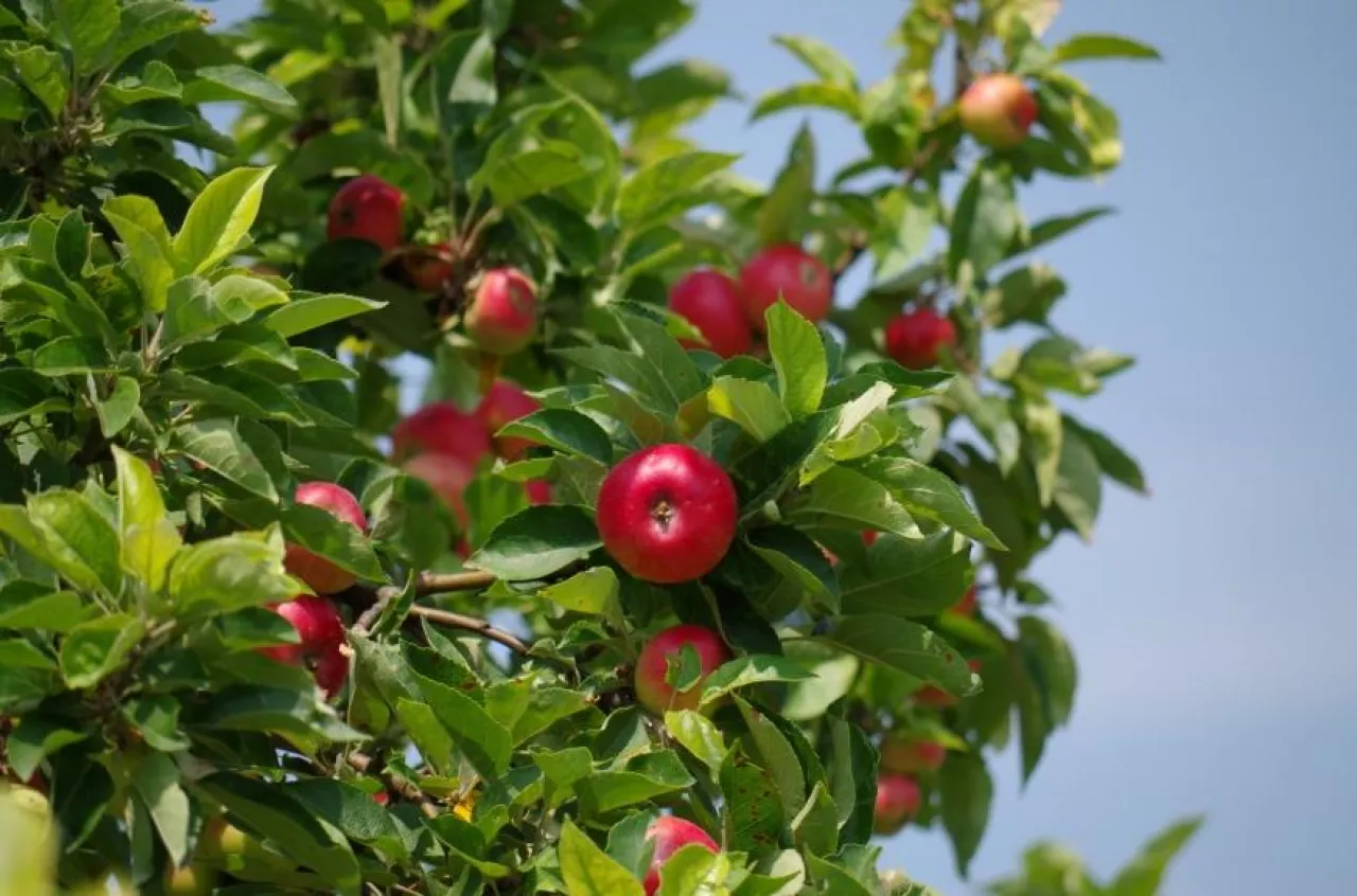 Na chiński rynek ma szansę trafiać minimum 100 tys. ton polskich jabłek rocznie (fot. pixabay)