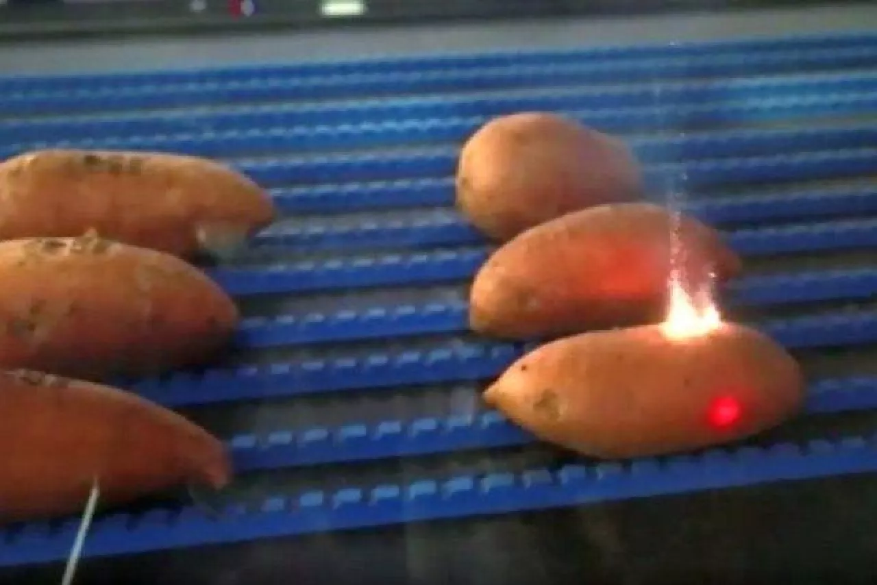 laser znakuje słodkie ziemniaki - kadr z filmiku ()