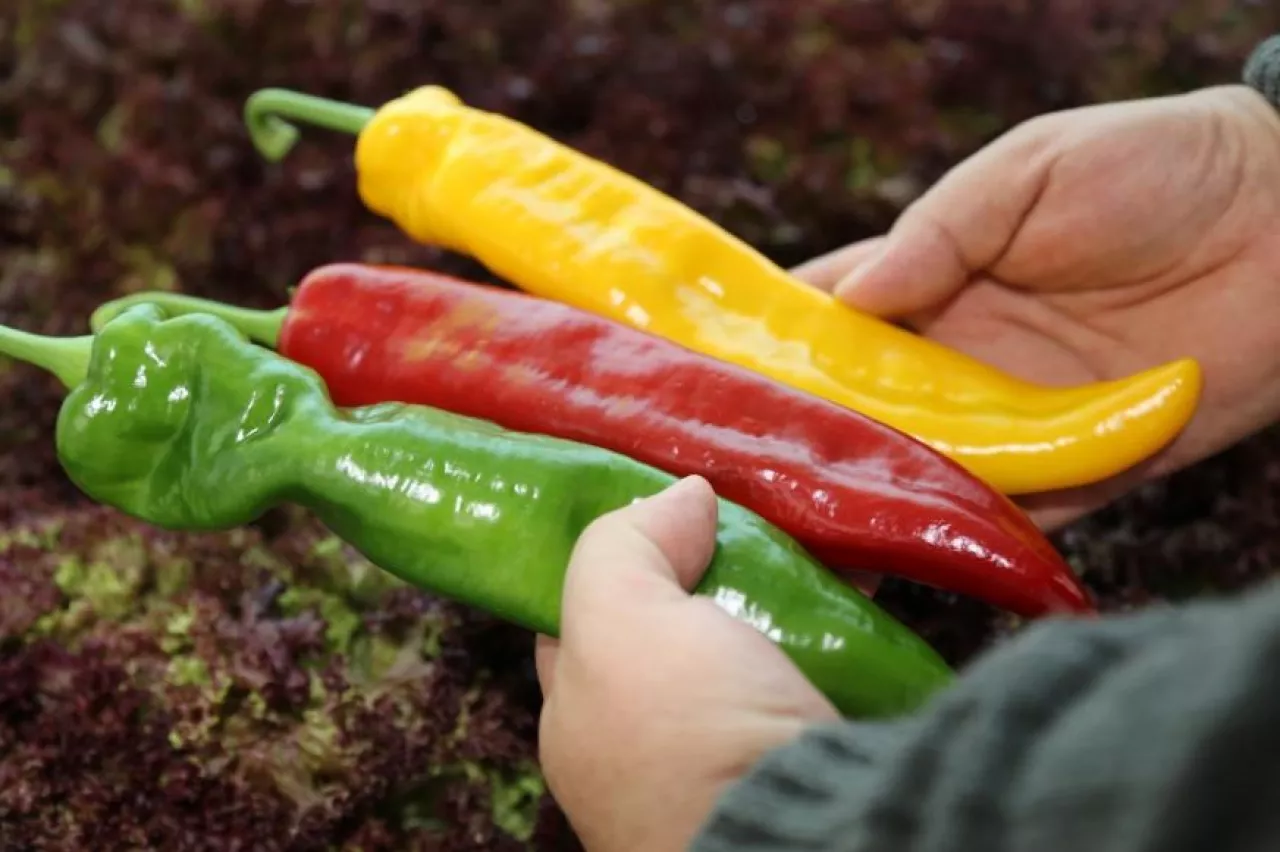 Przyszła pora na rozróżnianie odmian warzyw, ich charakterystycznych cech  (fot. materiały prasowe)