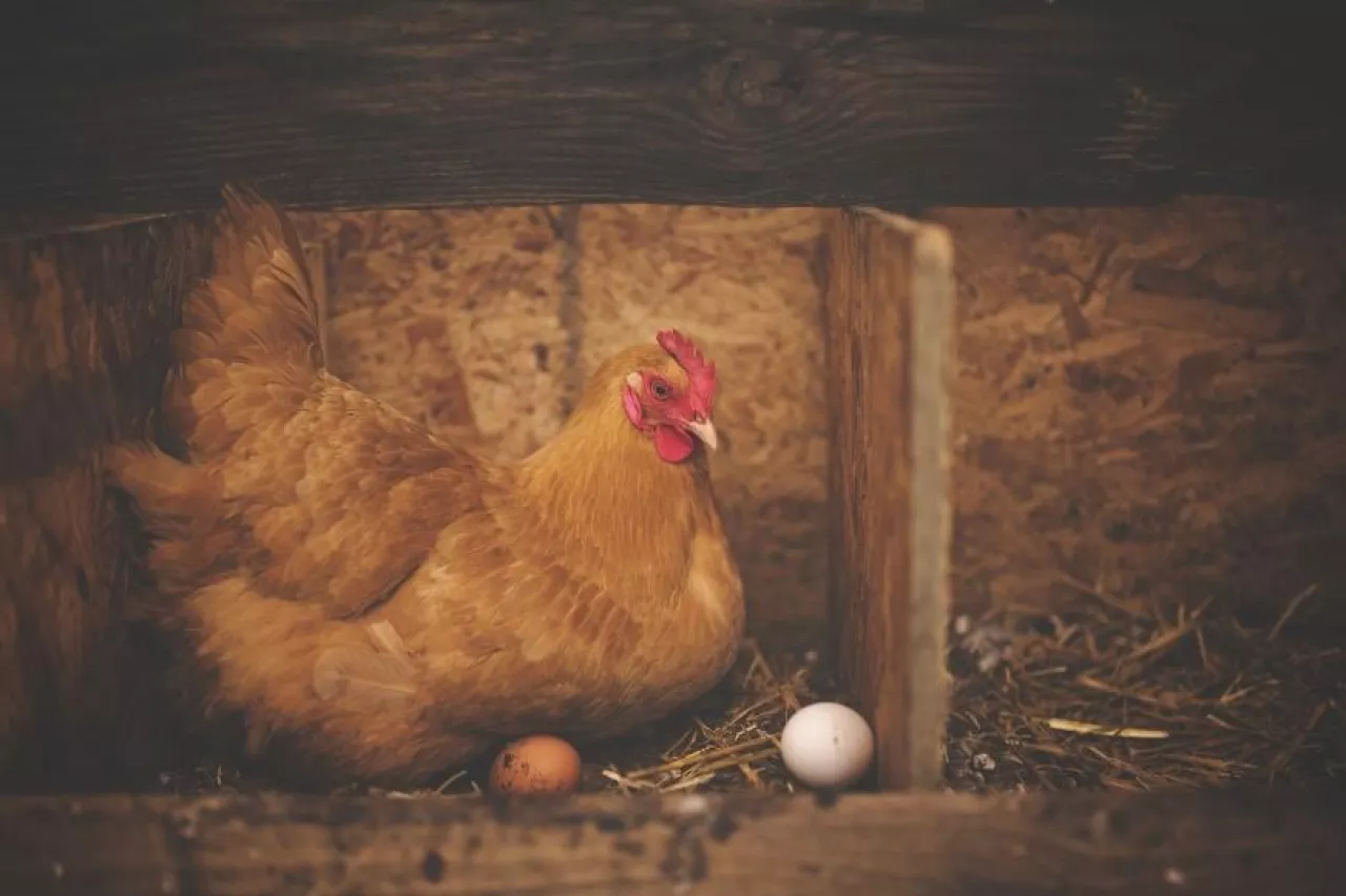 PGS rezygnuje ze sprzedaży jaj z chowu klatkowego (3)