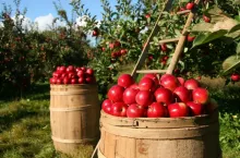 91 proc. zagęszczonego soku z jabłek sprzedawane jest na eksport (fot. Pixabay CC0)