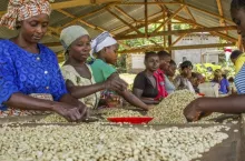 Starbucks, inicjatywa Wschodniego Kongo (fot. mat. prasowe Starbucks)