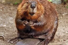 (By Steve from washington, dc, usa - American Beaver, CC BY-SA 2.0, https://commons.wikimedia.org/w/index.php?curid=3963858)