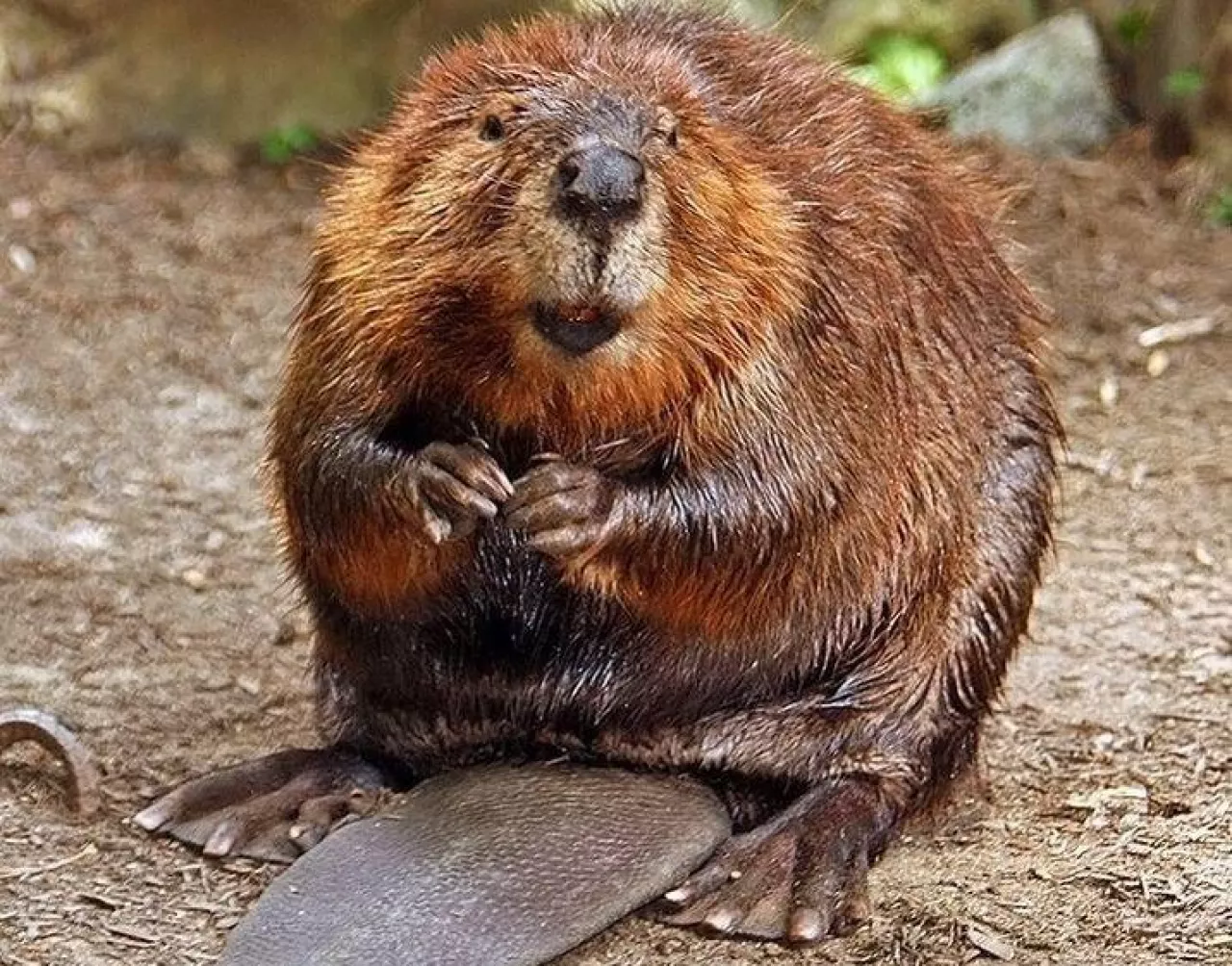 (By Steve from washington, dc, usa - American Beaver, CC BY-SA 2.0, https://commons.wikimedia.org/w/index.php?curid=3963858)