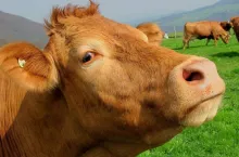 Według analityków wołowina w Polsce będzie drożeć (Pixabay.com)