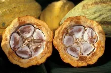 Do produkcji nowego rodzaju czekolady jest wykorzystywana cała zawartość owocu kakaowca. Przy standardowej produkcji tylko 30 proc., reszta idzie na straty (Fot.Pixabay)