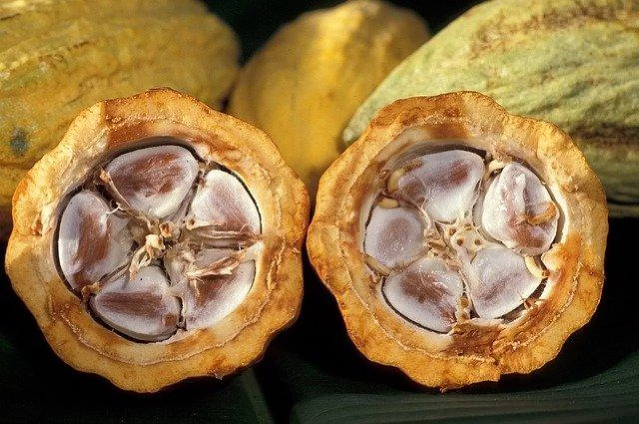 Do produkcji nowego rodzaju czekolady jest wykorzystywana cała zawartość owocu kakaowca. Przy standardowej produkcji tylko 30 proc., reszta idzie na straty (Fot.Pixabay)