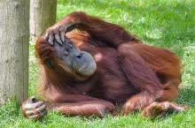 W wyniku działalności człowieka w ciągu zaledwie 16 lat (1999–2015) wyginęła niemal połowa populacji orangutanów