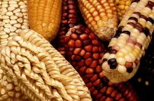 Uregulowaniem znakowania żywności bez GMO postanowiło zająć się Ministerstwo Rolnictwa i Rozwoju Wsi (fot. Wikimedia Commons/domena publiczna)