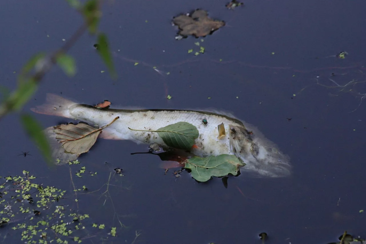 Martwa ryba w rzece (fot. pixabay)