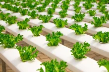 Współczesna produkcja jedzenia zużywa ogromne ilości zasobów - wody, energii, czy jednorazowych materiałów (fot. foodtech.ac)