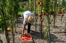 Zbiory pomidorów we Francji (Unsplash.com/Kamala Saraswathi)