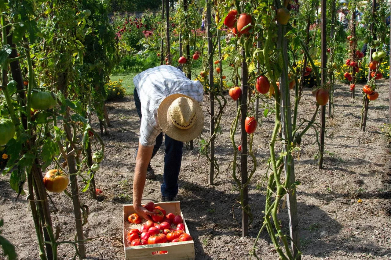 Zbiory pomidorów we Francji (Unsplash.com/Kamala Saraswathi)