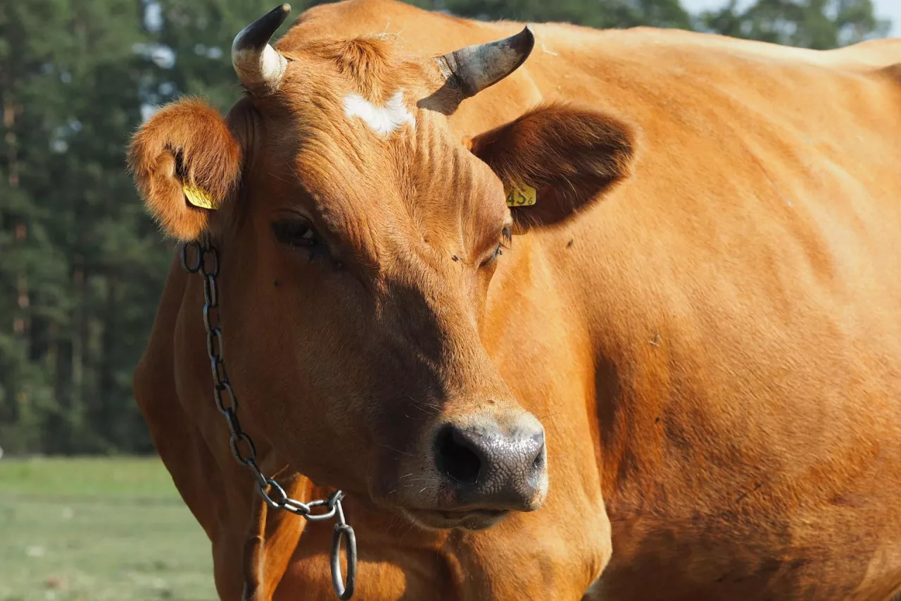 W ostatnich latach hodowcy bydła mlecznego borykali się z wieloma trudnymi wyzwaniami (fot. ŁR, wiadomoscihandlowe.pl)