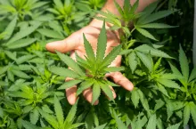 Konopie siewne (Unsplash.com/Crystalweed cannabis)