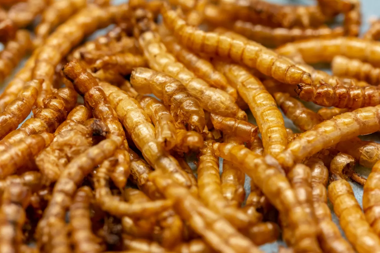 Larwa chrząszcza mącznika młynarka (fot. Shutterstock)