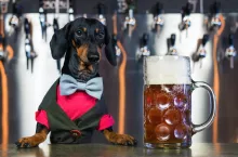 Pies przy piwie (shutterstock)