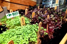 Mikroliście to innowacyjne warzywa, które zawierają znacznie więcej minerałów i antyoksydantów niż rośliny w dorosłej postaci (fot. Carrefour)