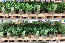 Castorama będzie sprzedawać zioła w ekologicznych doniczkach (Castorama Polska)