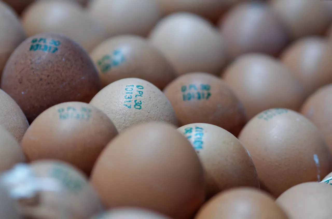 Statystyczny Polak zjada ok. 150 jaj rocznie (Łukasz Rawa/wiadomoscihandlowe.pl)