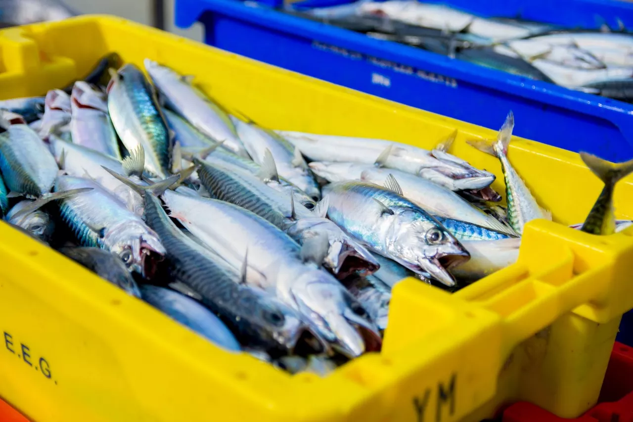 Klienci Kauflandu mogą kupić świeże ryby pozyskane zgodnie z międzynarodowym Standardem Zrównoważonego Rybołówstwa (Unsplash/Richard Bell)