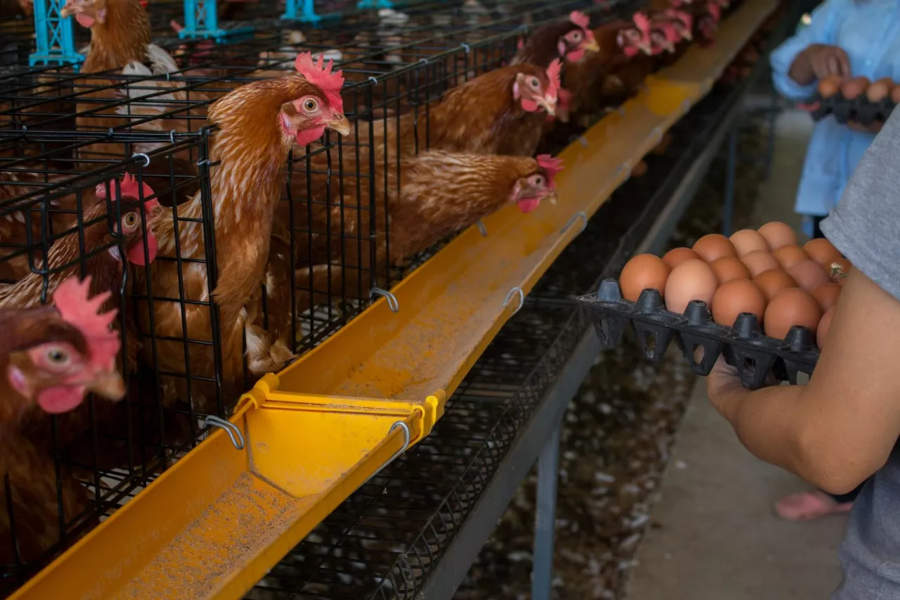 Komisja Europejska pracuje nad systemem obowiązkowego znakowania produktów zawierających jaja (fot. Shutterstock)