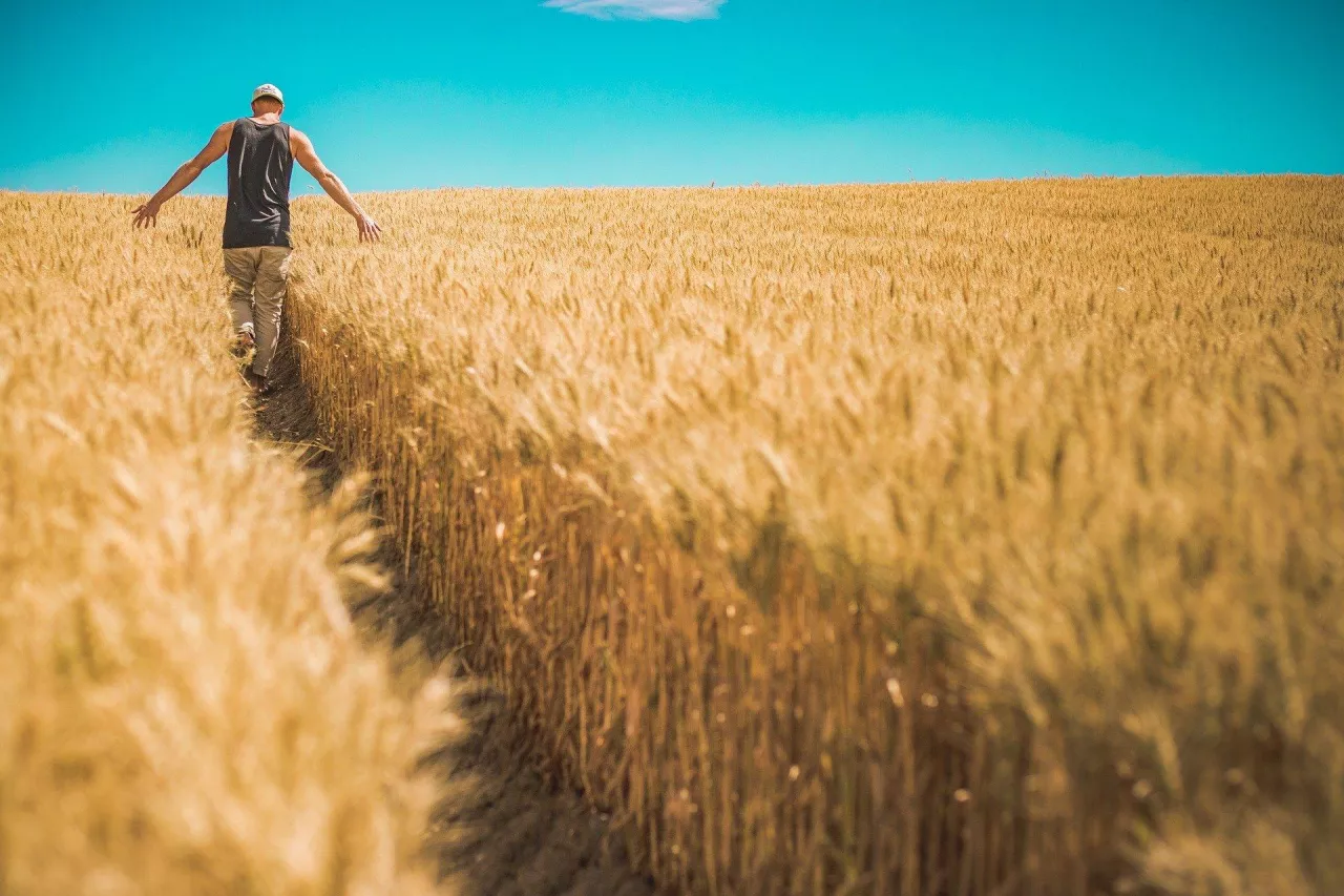 W 2021 r. na rynek polski trafiło 65,0 tys. ton ukraińskich zbóż o wartości 15,4 mln EUR. (fot. pixabay)
