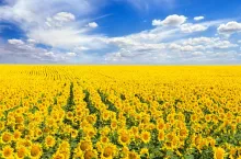 Pole słoneczników na Ukrainie (Shutterstock)