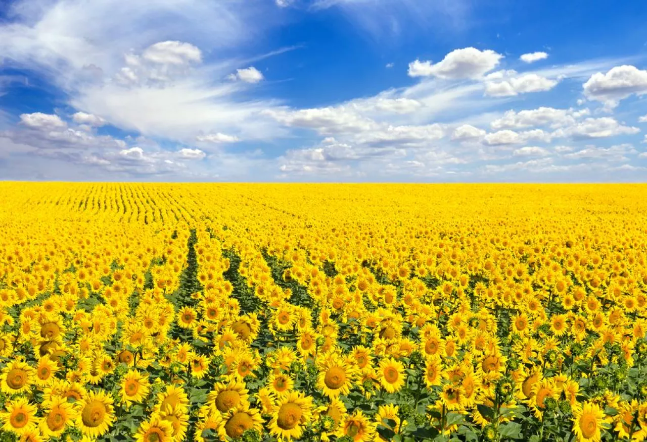 Pole słoneczników na Ukrainie (Shutterstock)