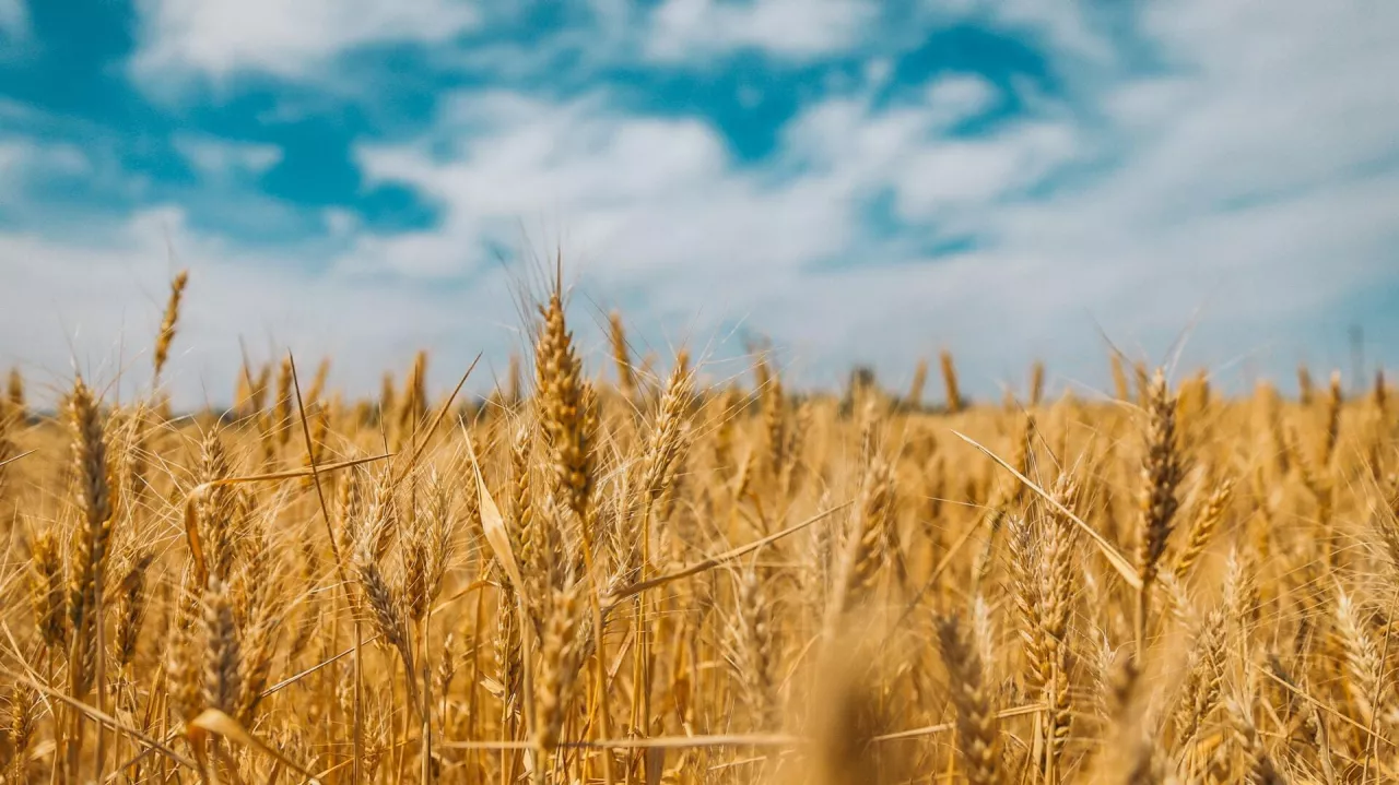 Polska, z udziałem ponad 11 proc., była w 2021 r. trzecim pod względem wielkości producentem zbóż w UE (Unsplash.com/Polina Rytova)