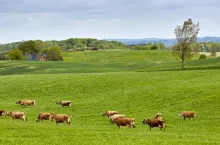 Średnia emisja dwutlenku węgla powstającego przy produkcji mleka jest na farmach rolników z firmy Arla o ponad połowę niższa od światowej (materiały prasowe)