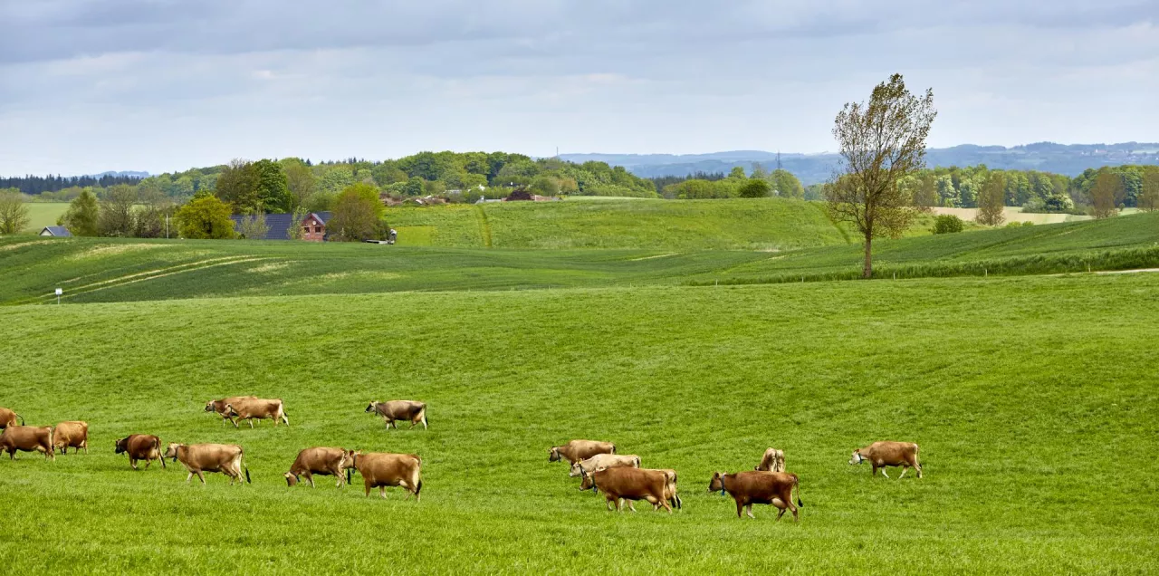 Średnia emisja dwutlenku węgla powstającego przy produkcji mleka jest na farmach rolników z firmy Arla o ponad połowę niższa od światowej (materiały prasowe)