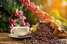 Kawa może mocno drożeć w tym sezonie (Shuterstock.pl)