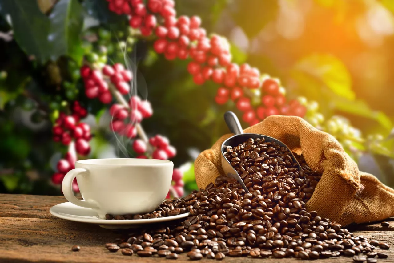 Kawa może mocno drożeć w tym sezonie (Shuterstock.pl)