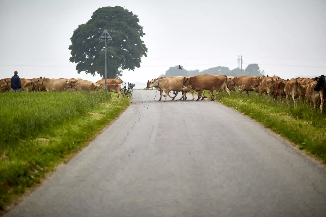 Farmerzy zrzeszeni w Arla Foods należą do najbardziej efektywnych klimatycznie hodowców bydła mlecznego na świecie (materiały prasowe)