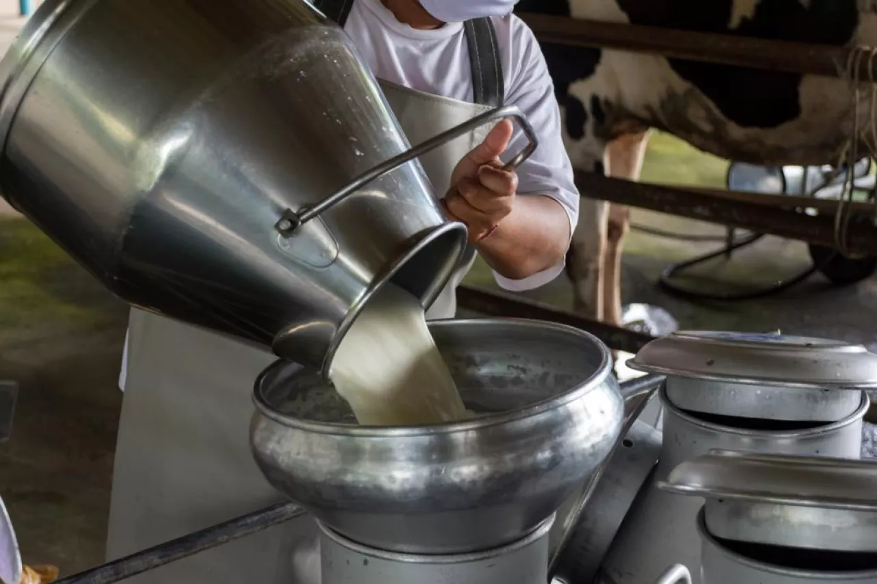 UOKiK sprawdza relacje spółdzielni mleczarskich z dostawcami mleka (Shutterstock)